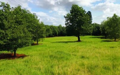 Guide pour choisir l’emplacement idéal pour une maison autonome