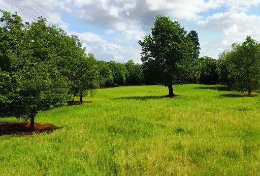 terrain idéal pour maison bois autonome